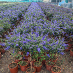 Budleja Dávidova (Buddleja Davidii) ´EMPIRE BLUE´ - výška 50-80 cm, kont. C7L - NA KMIENKU